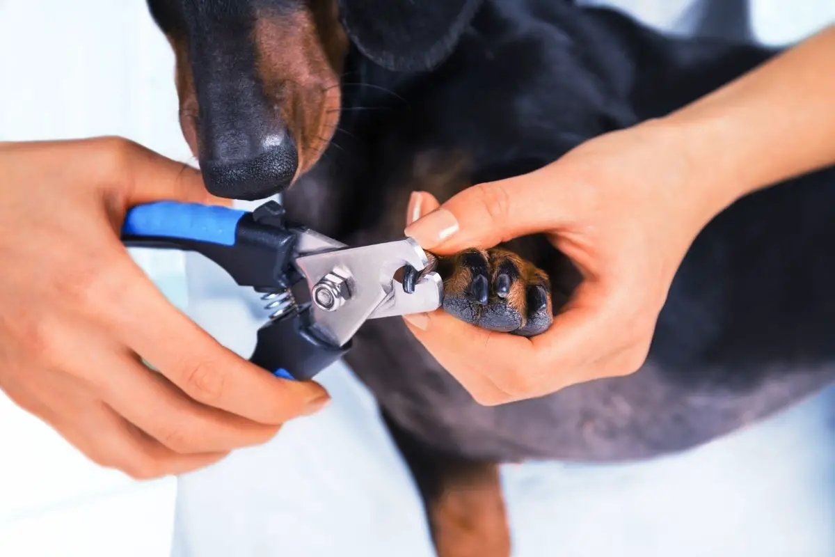 How to Find the Quick on Black Dog Nails