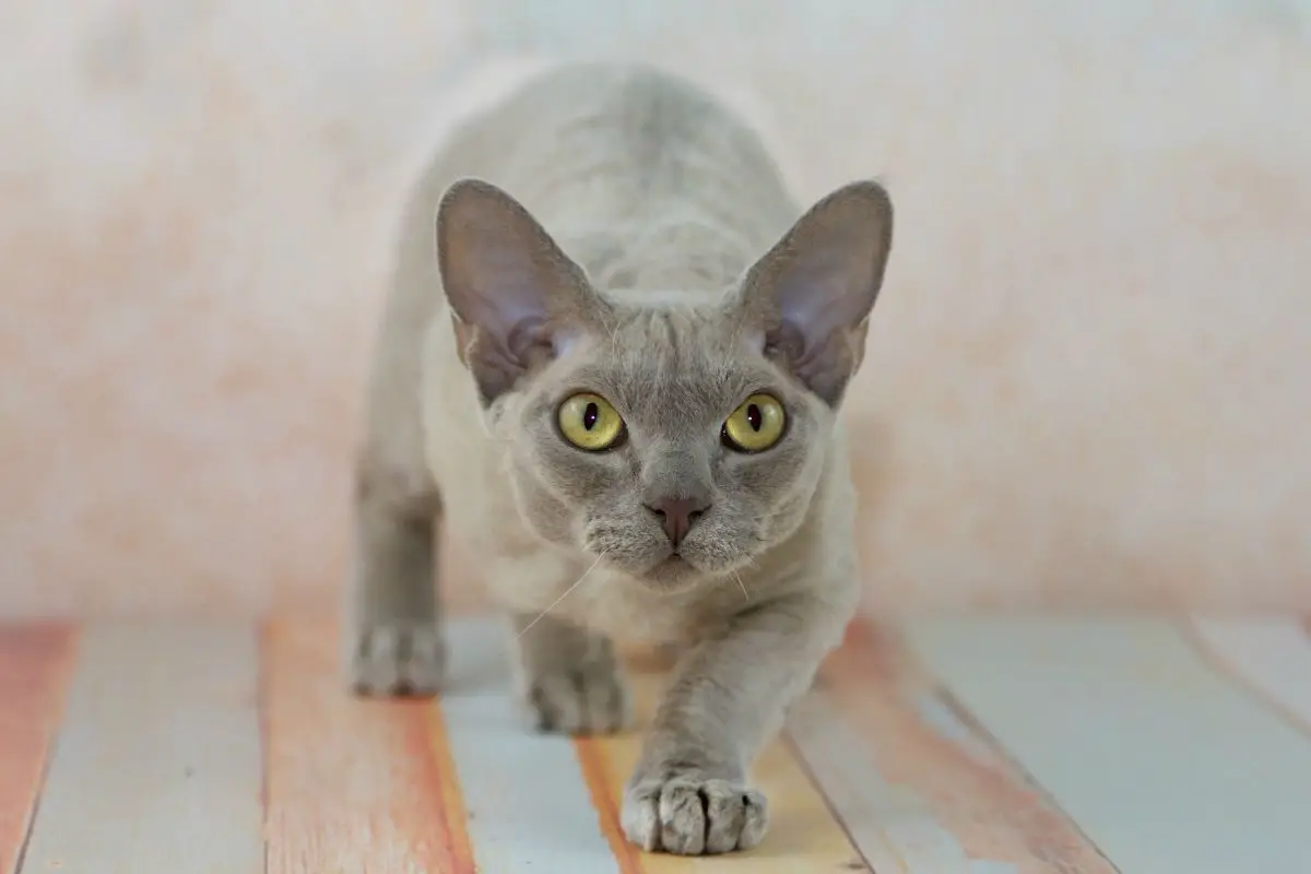 Hypoallergenic Cats: Which Breed Is Right For you