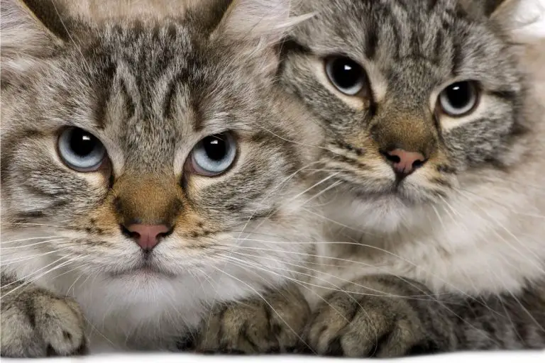 Hypoallergenic Cats Which Breed Is Right For you