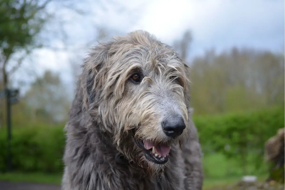 Irish Wolfhound