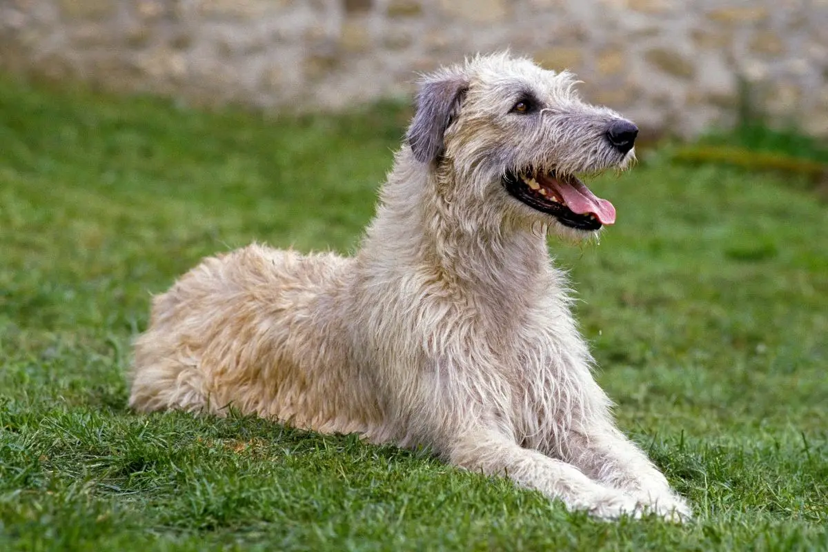 Irish Wolfhound