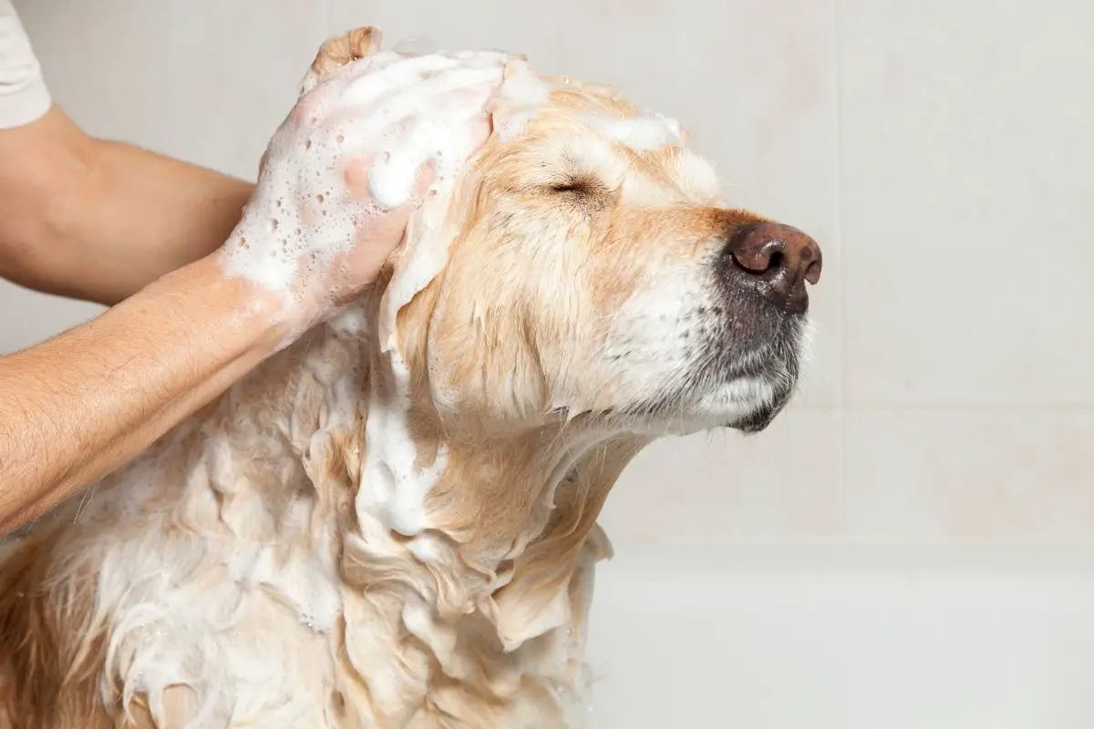 Is Dawn Dish Soap Safe For Dogs