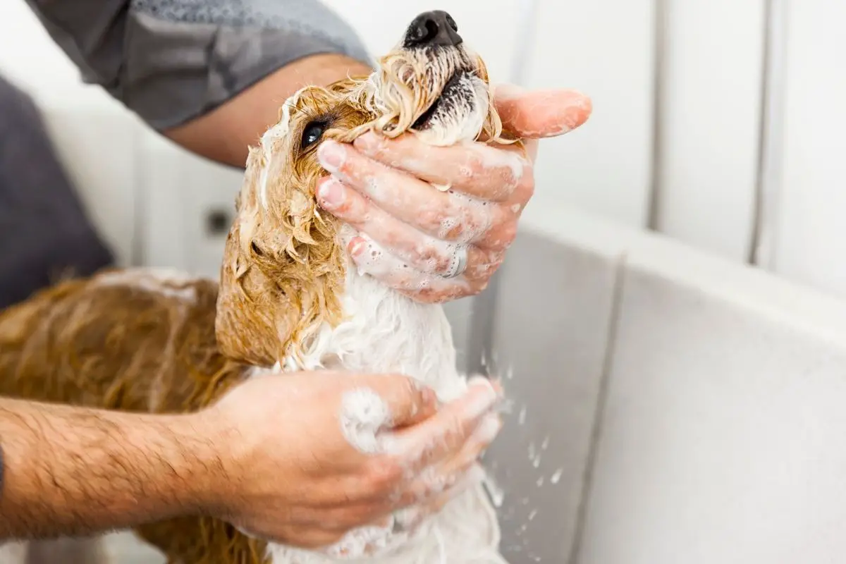 Is Dawn Dish Soap Safe For Dogs (2)