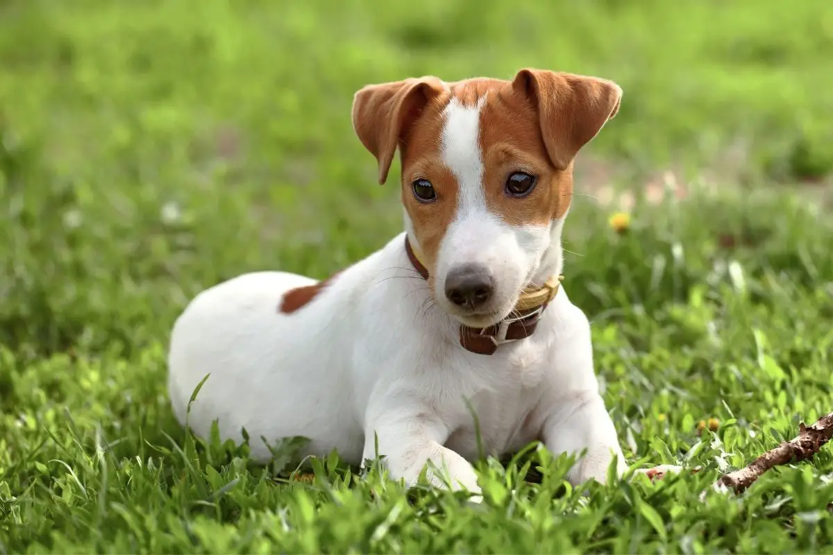 Jack Russel