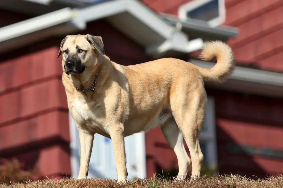 Kangal