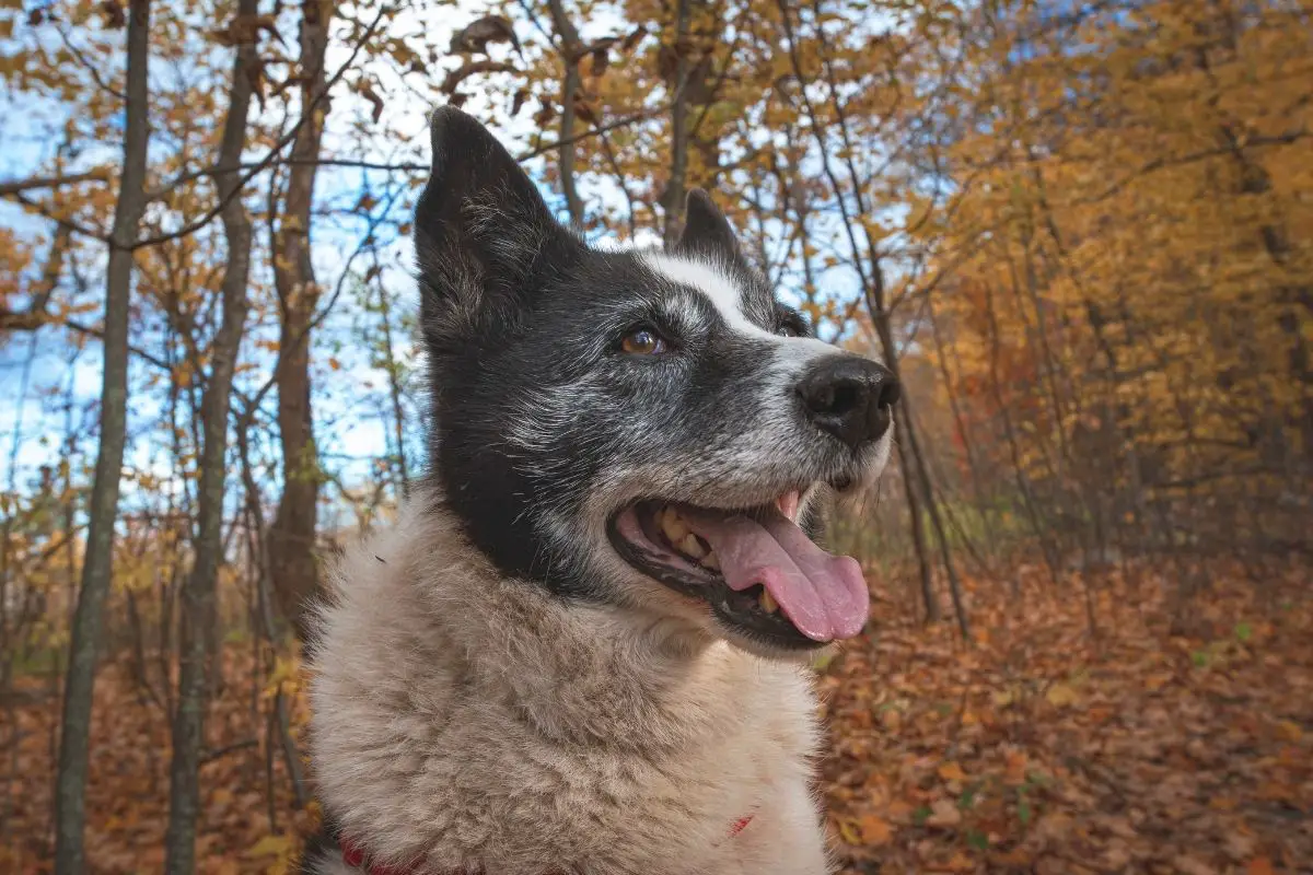 Karelian Bear Dog