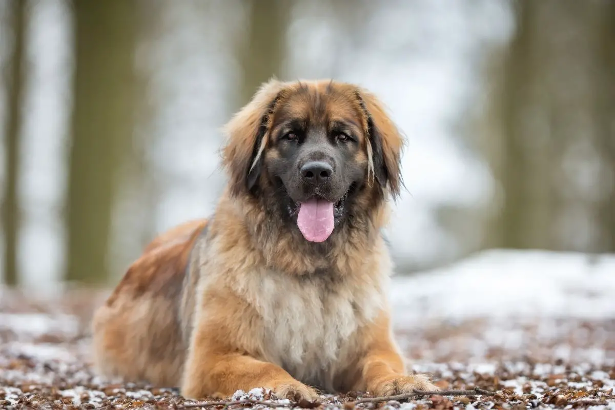 Leonberger 