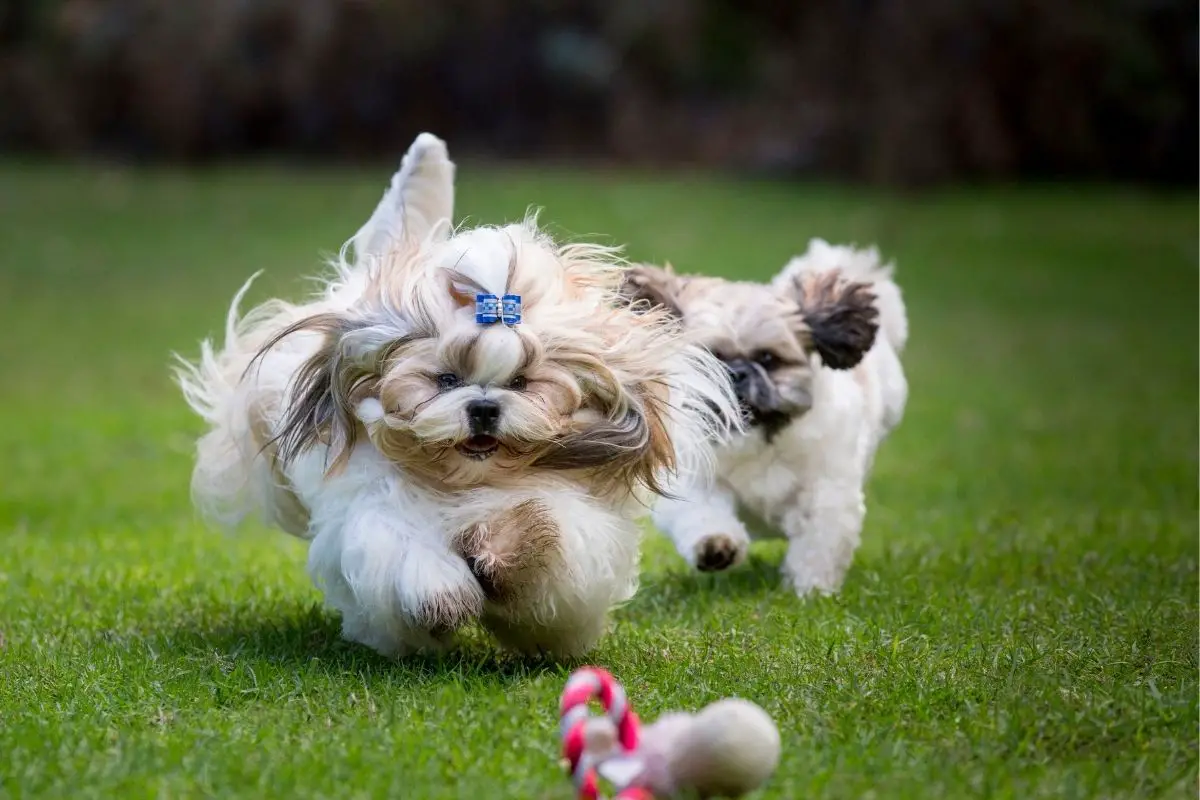 Lifespan Of A Shih-Tzu Dog (1)