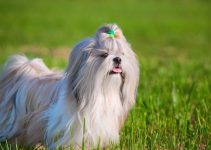 Lifespan Of A Shih-Tzu Dog: How Many Years Will They Live?