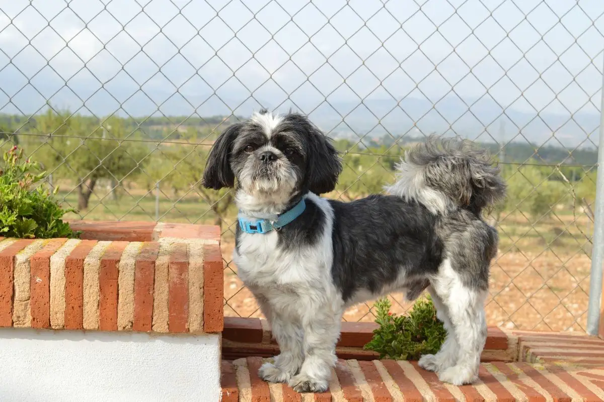 Lifespan Of A Shih-Tzu Dog How Many Years Will They Live