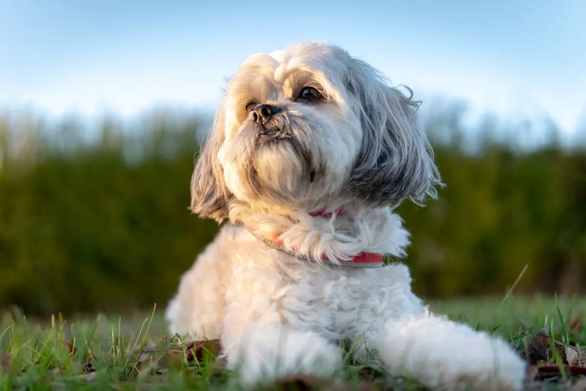 Lifespan Of A Shih-Tzu Dog