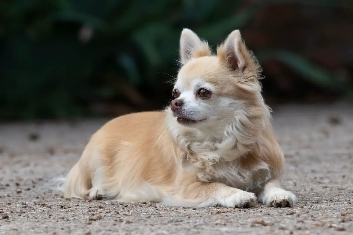 Long-Haired Chiweenie