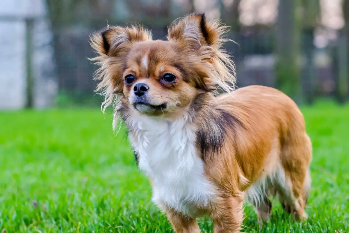 Long-Haired Chiweenie