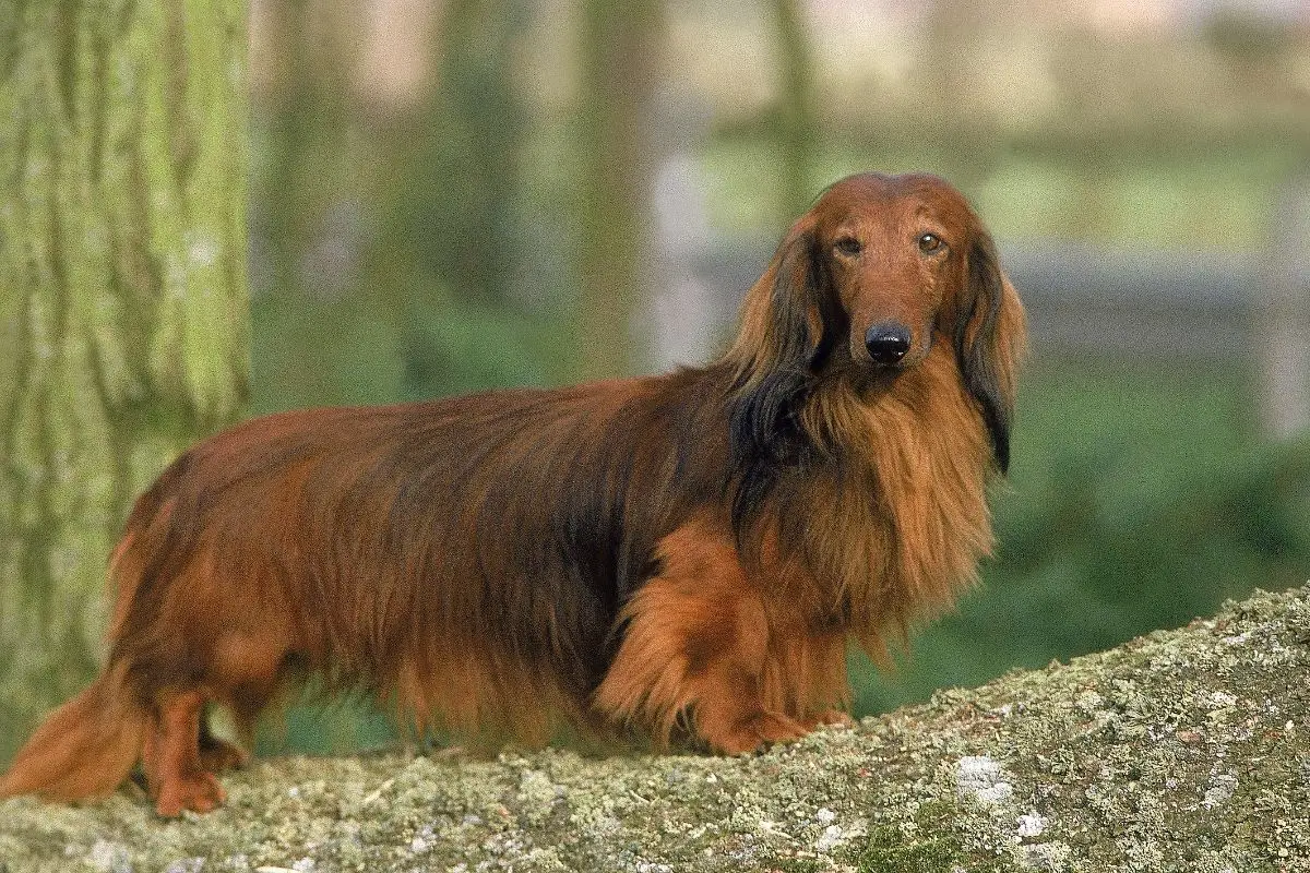 Long Haired Dachshund