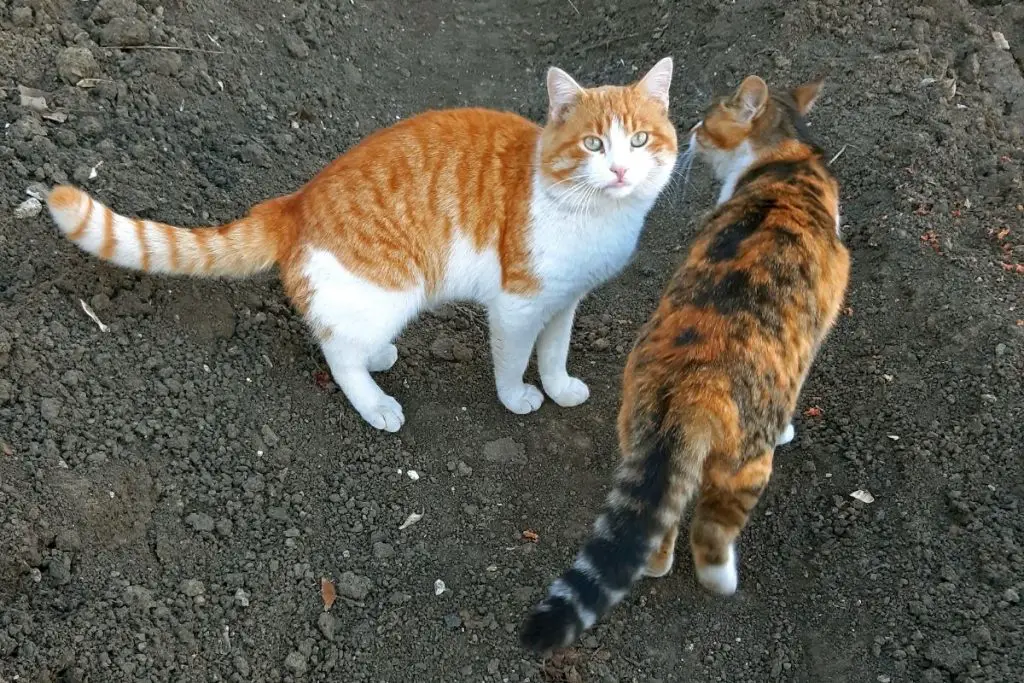 Male Vs Female Cat What Are The Differences? AnimalFate