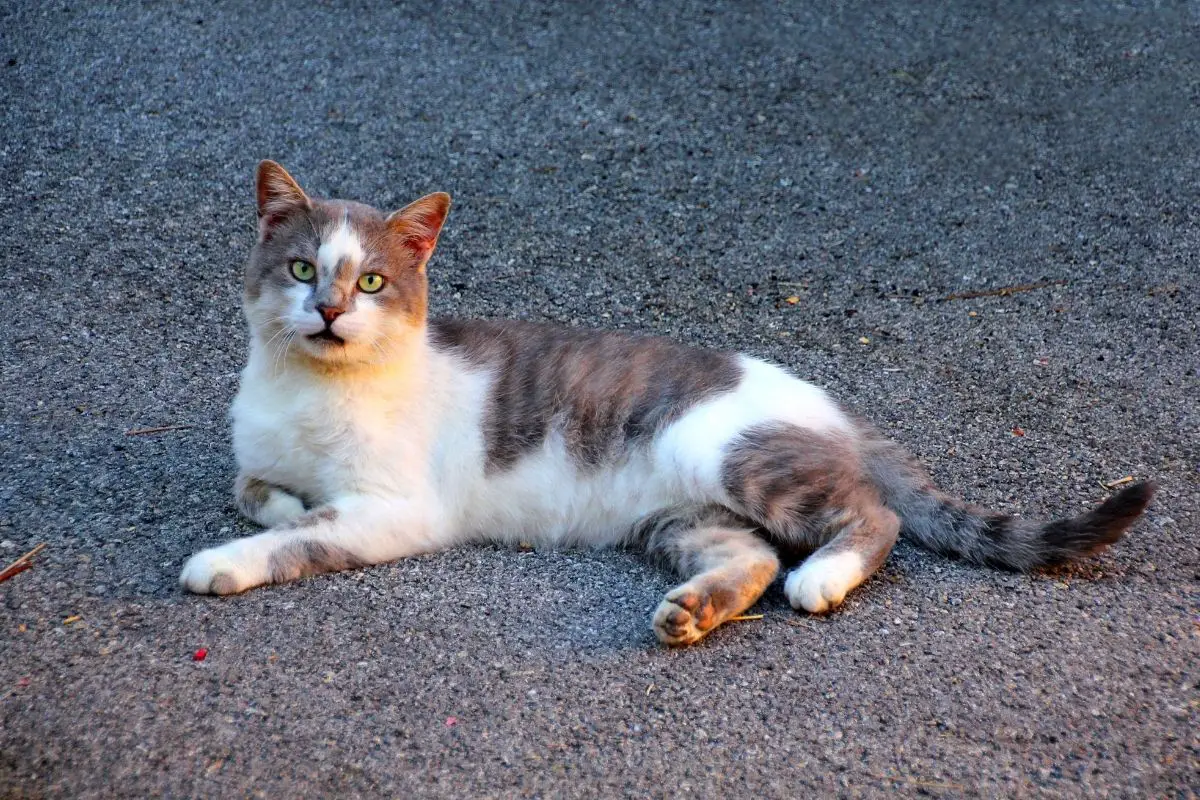 Male Vs Female Cat