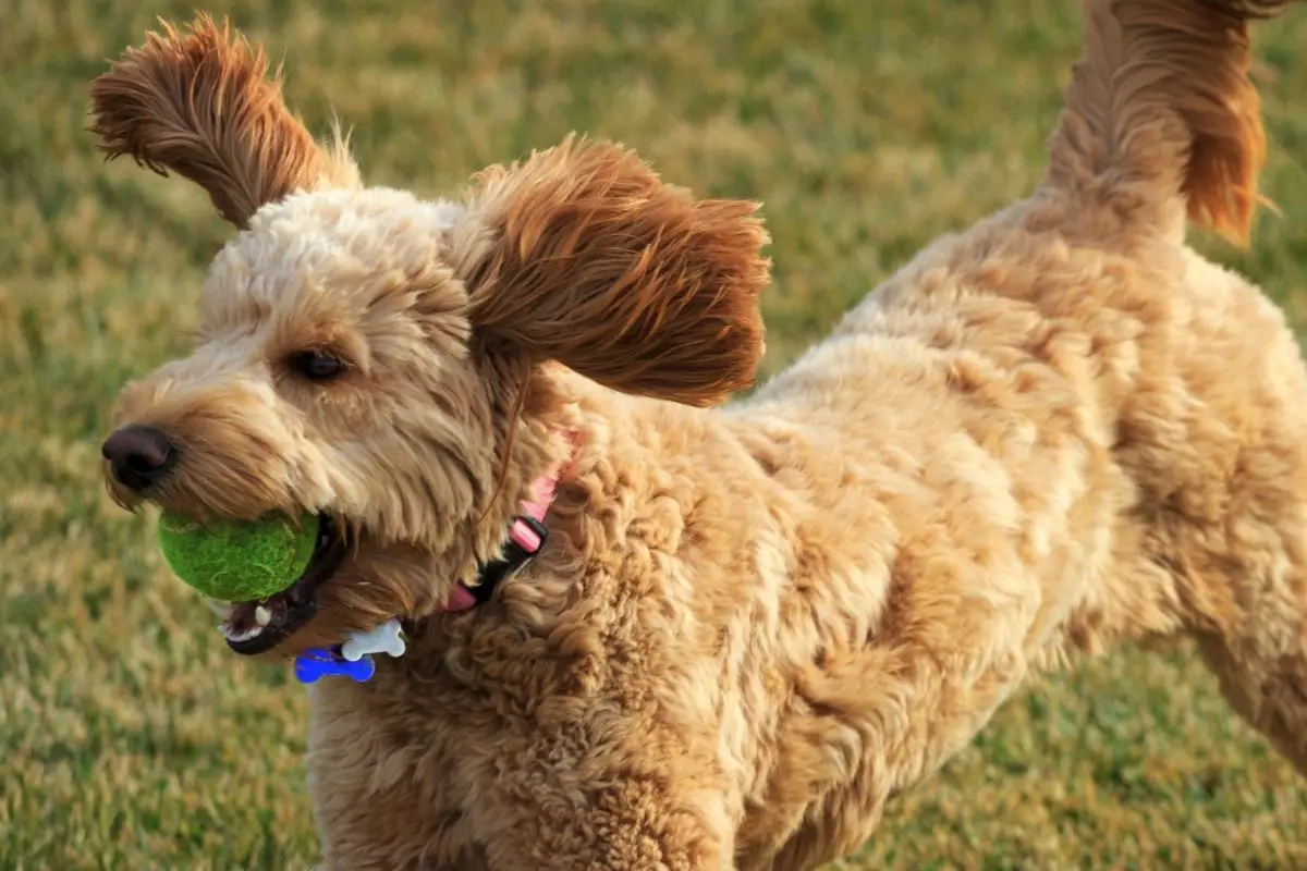 Medium Goldendoodle Traits