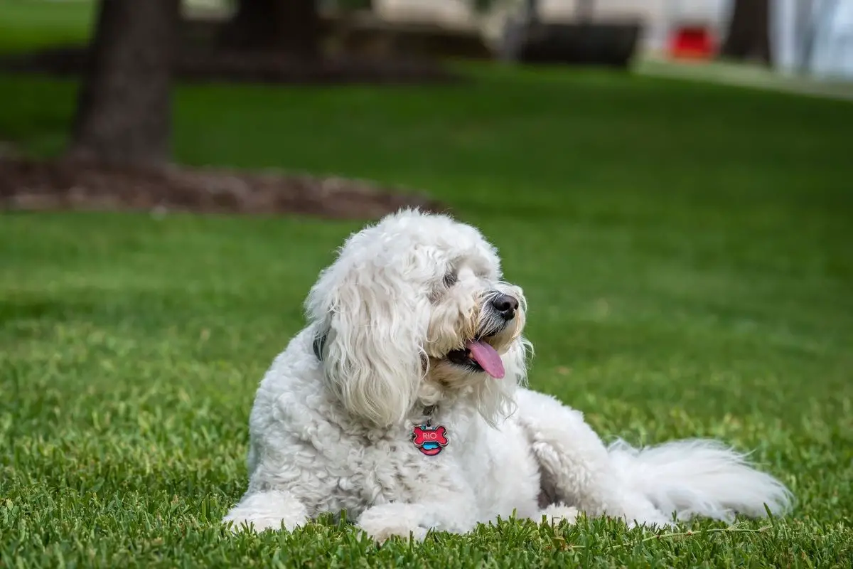 Mini Goldendoodles Vs. Medium Goldendoodles Vs. Standard Goldendoodles