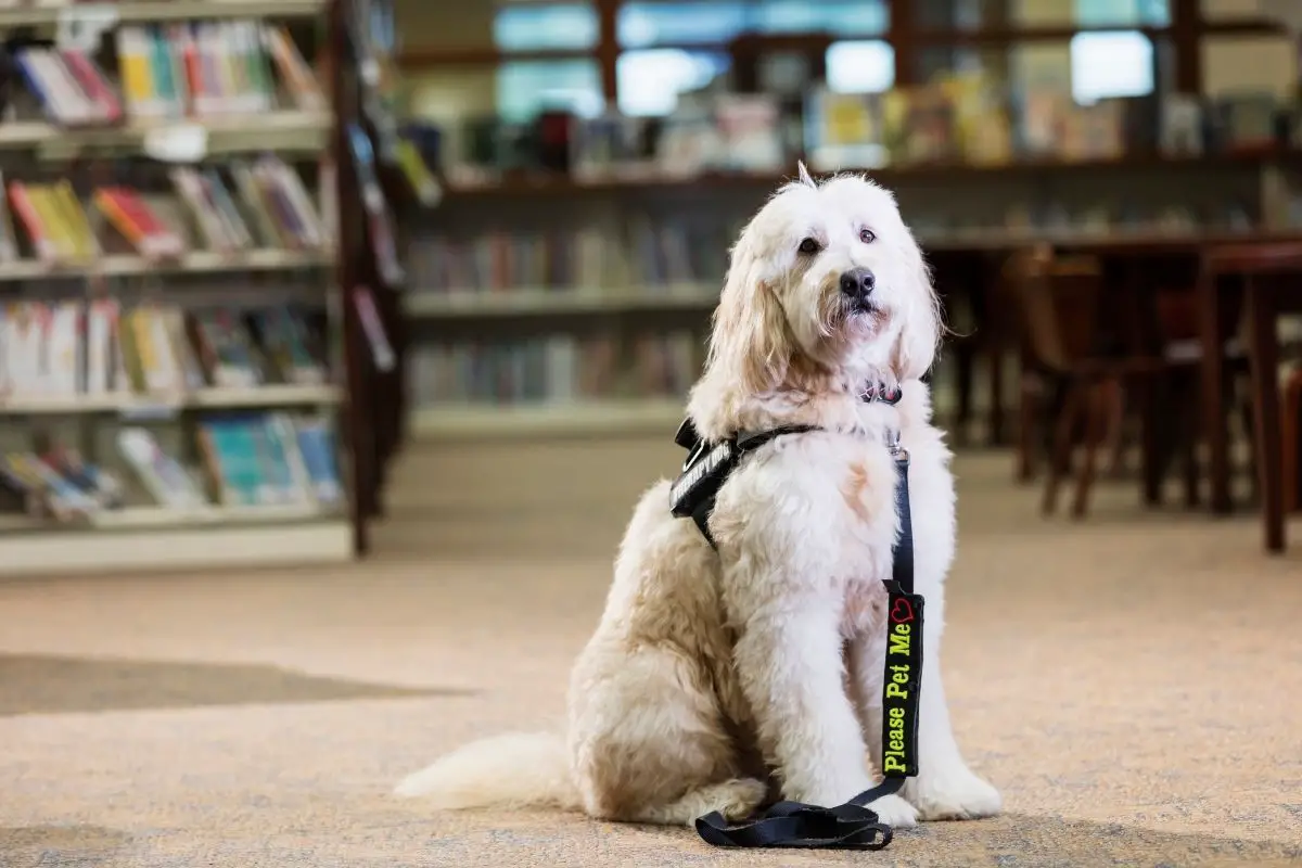 Mini Goldendoodles Vs. Medium Goldendoodles Vs. Standard Goldendoodles