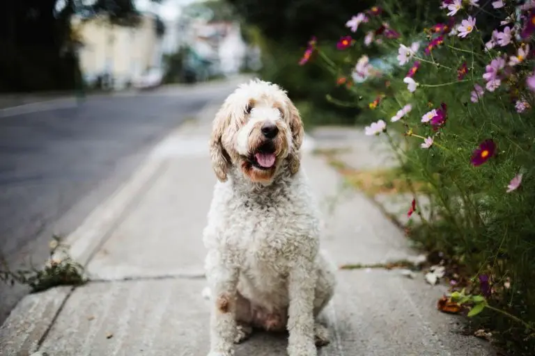 Mini Goldendoodles Vs. Medium Goldendoodles Vs. Standard Goldendoodles