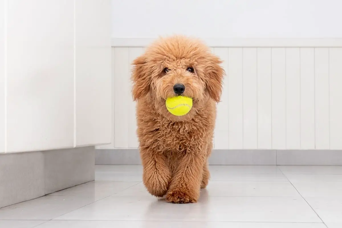 Mini Goldendoodles