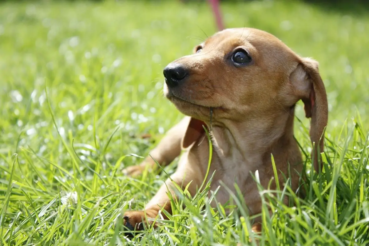 Miniature Dachshund Puppies: Here Are 4 Things You Need To Know