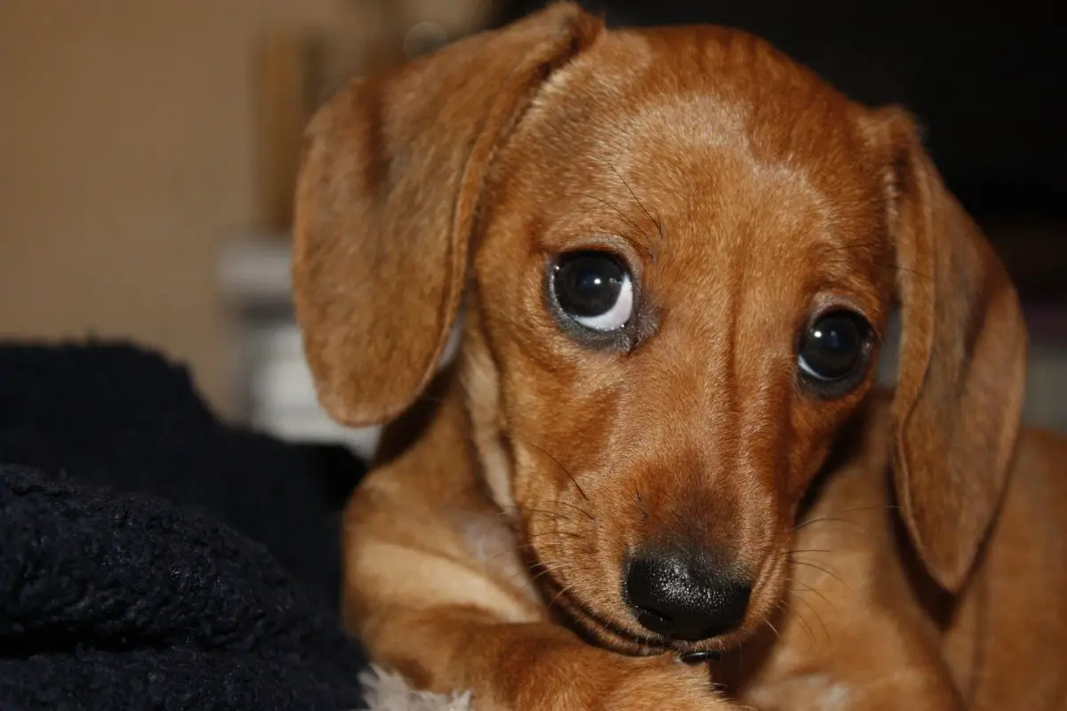 Miniature Dachshund Puppies: Here Are 4 Things You Need To Know