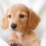 Miniature Dachshund Puppies: Here Are 4 Things You Need To Know