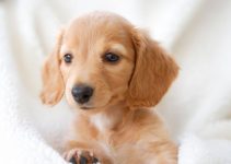 Miniature Dachshund Puppies: Here Are 4 Things You Need To Know