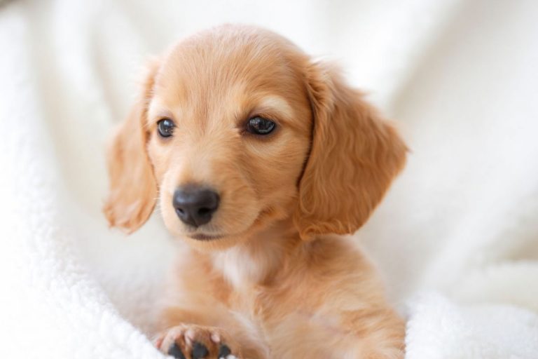 Miniature Dachshund Puppies: Here Are 4 Things You Need To Know