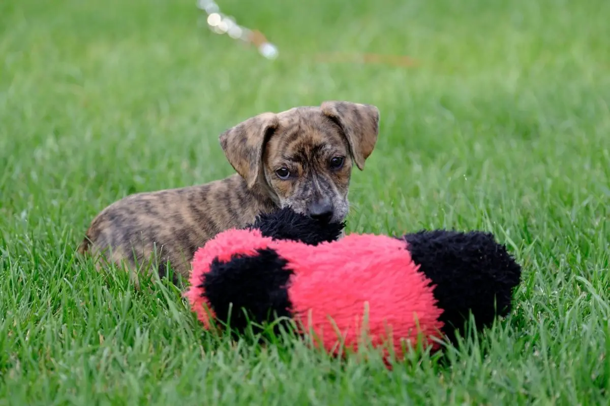 Mountain Cur Dog