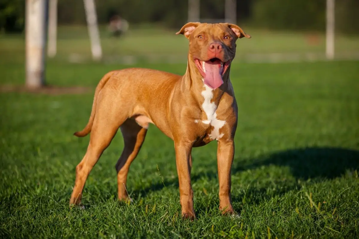 Myths Regarding American Pit Bulls