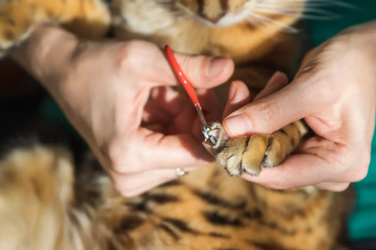 Overgrown Cat Claws: Do Overgrown Nails Hurt Cats?