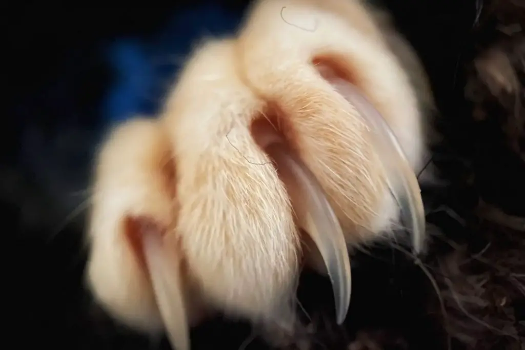 Overgrown Cat Claws Do Overgrown Nails Hurt Cats? AnimalFate