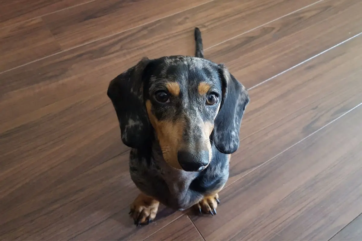 Owning A Dapple Dachshund