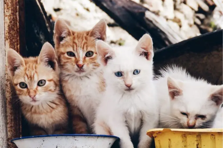 Male Vs Female Cat What Are The Differences? AnimalFate