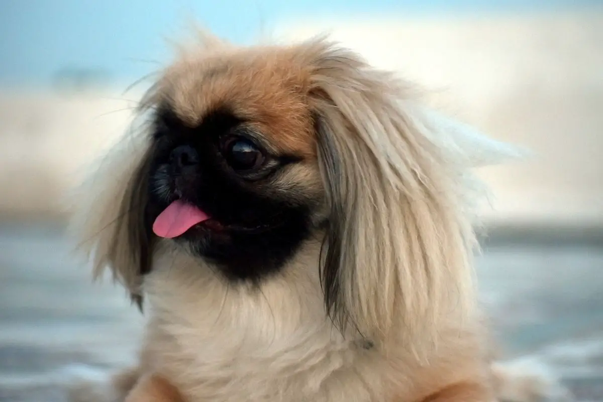 Pekingese