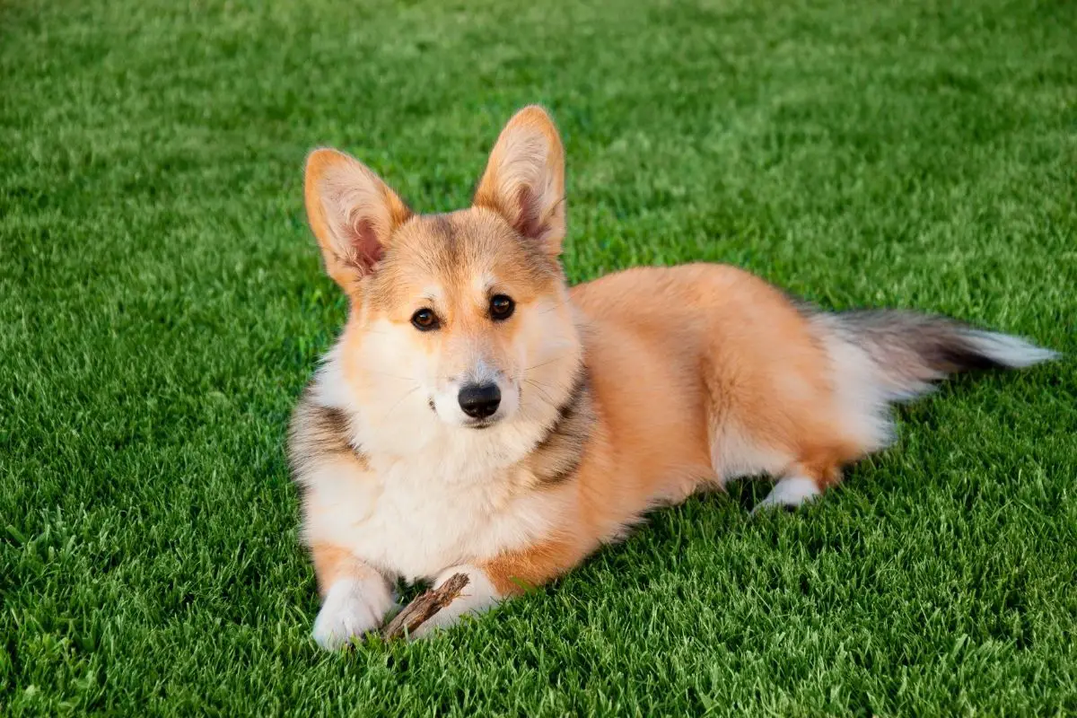 Pembroke Welsh Corgi