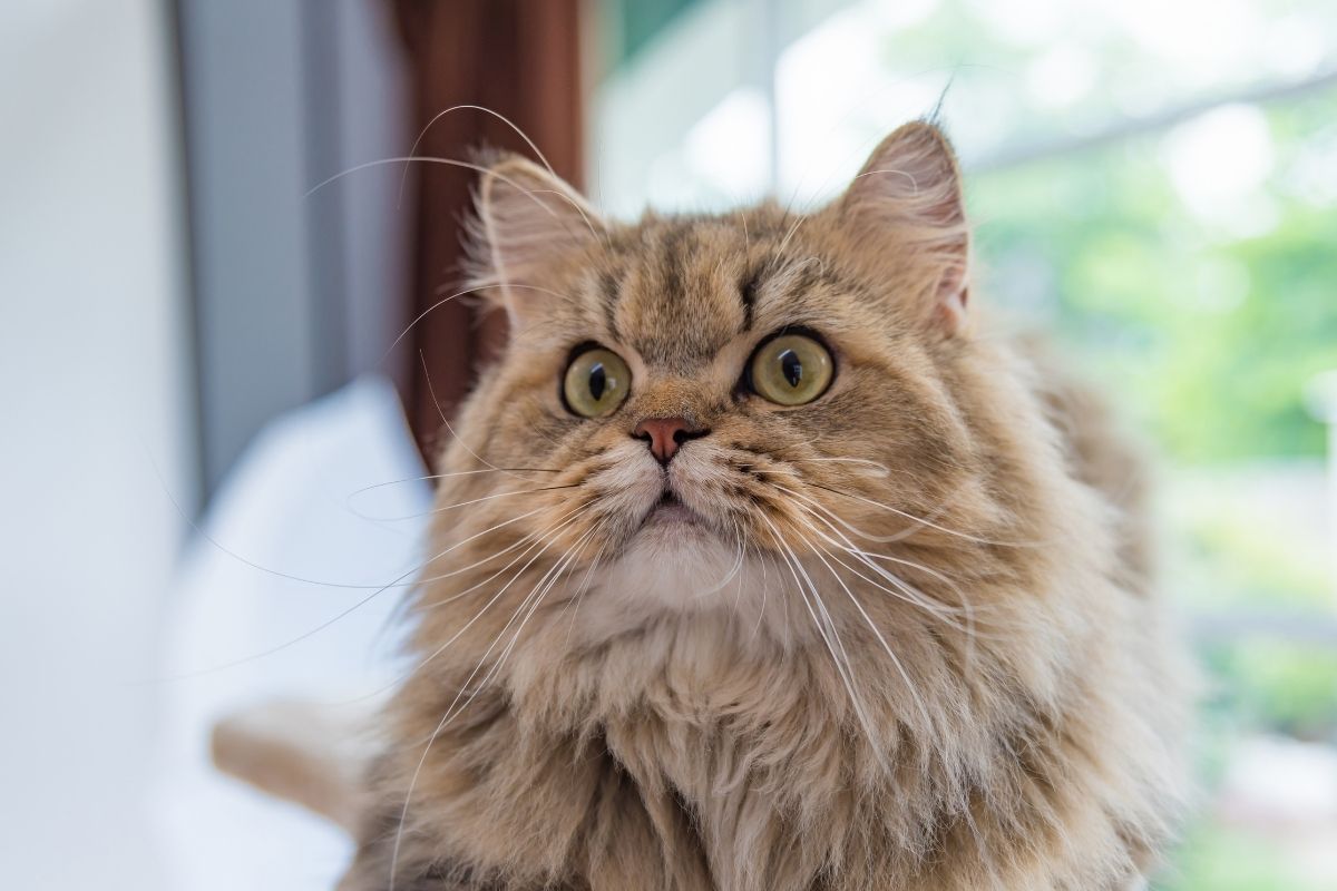 Persian Tabby Cat