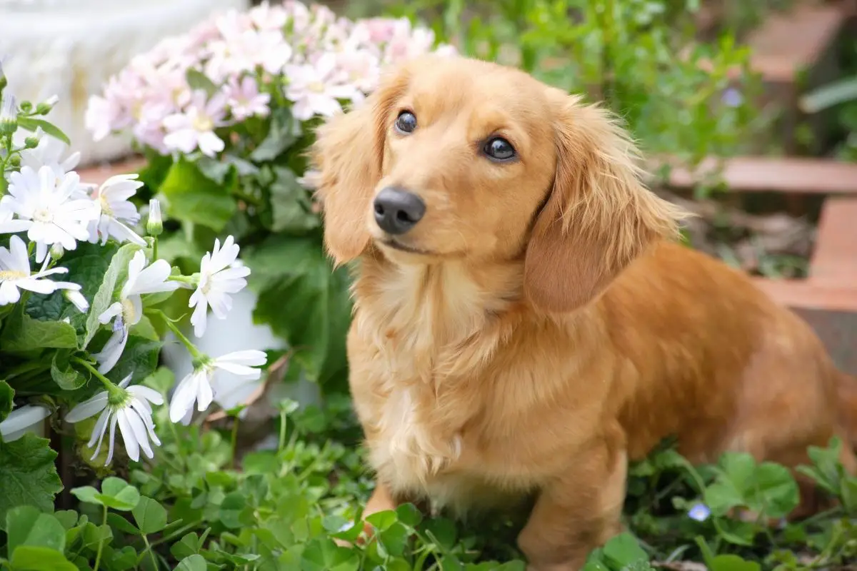 Personality Traits Of A Miniature Dachshund