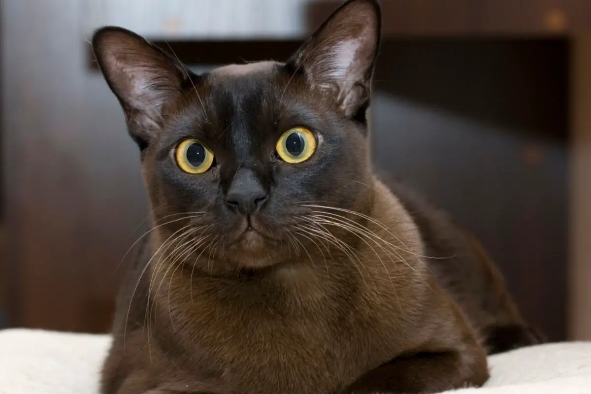 Personality burmese cat