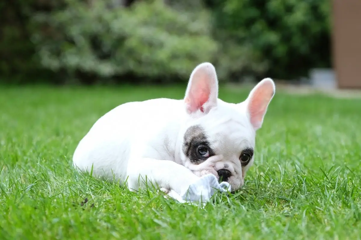 Pied French Bulldog