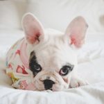 Pied French Bulldog - Facts You Need To Know Before Owning This Frenchie
