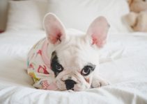 Pied French Bulldog: Facts You Need To Know Before Owning This Frenchie