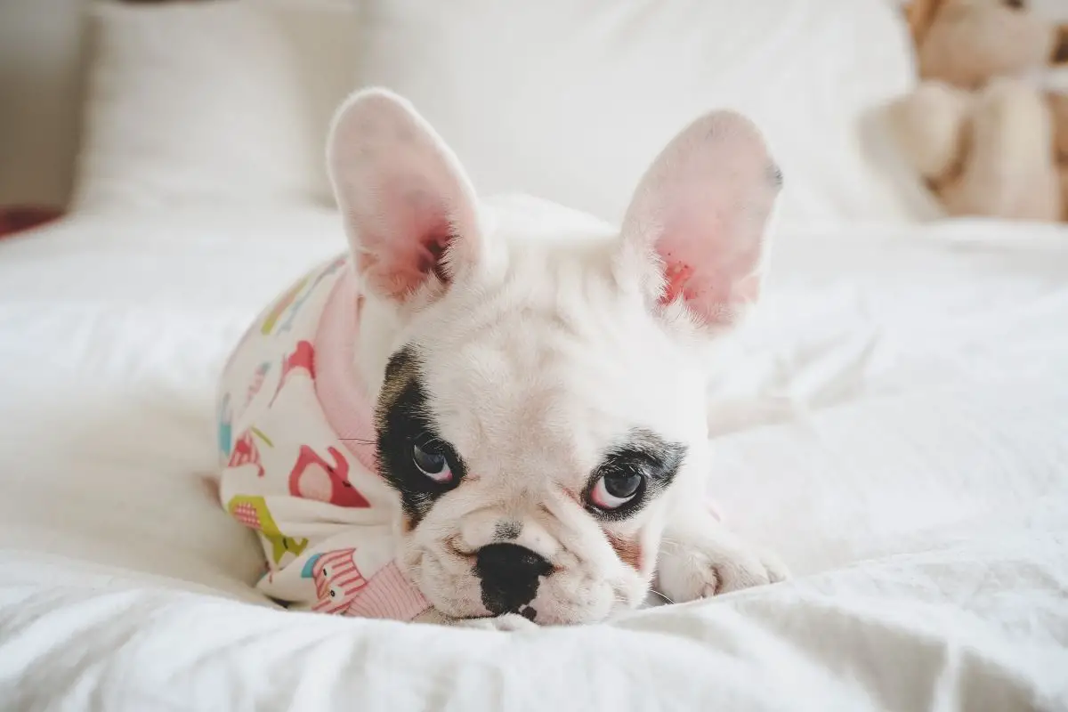 Pied French Bulldog - Facts You Need To Know Before Owning This Frenchie