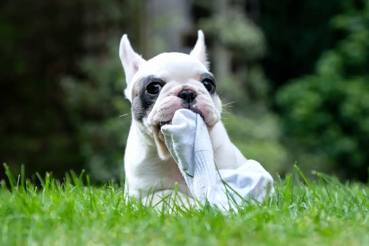 Pied French Bulldog