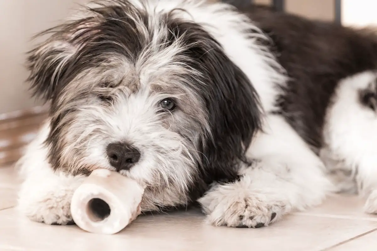 Polish Lowland Sheepdog