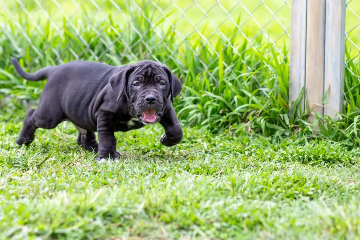 Price for a Black Pitbull Puppy