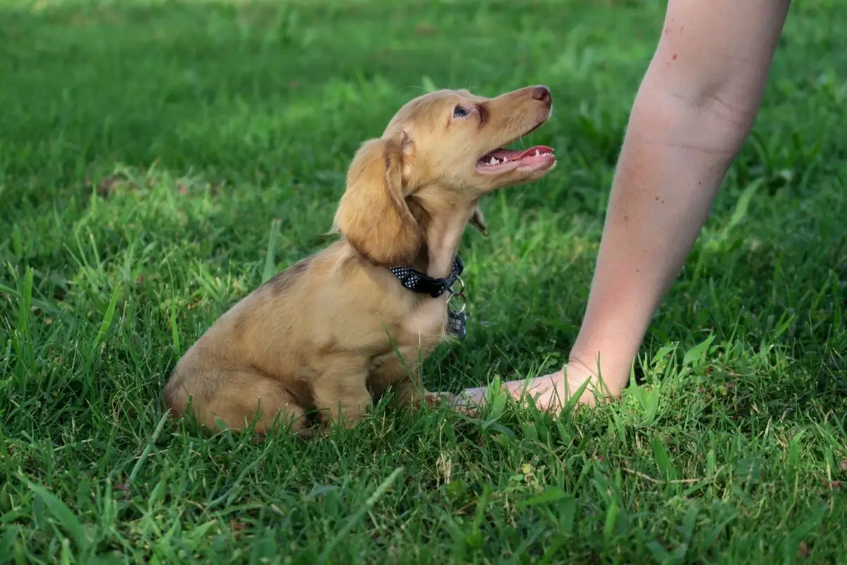 Pros And Cons Of Owning A Dapple Dachshund