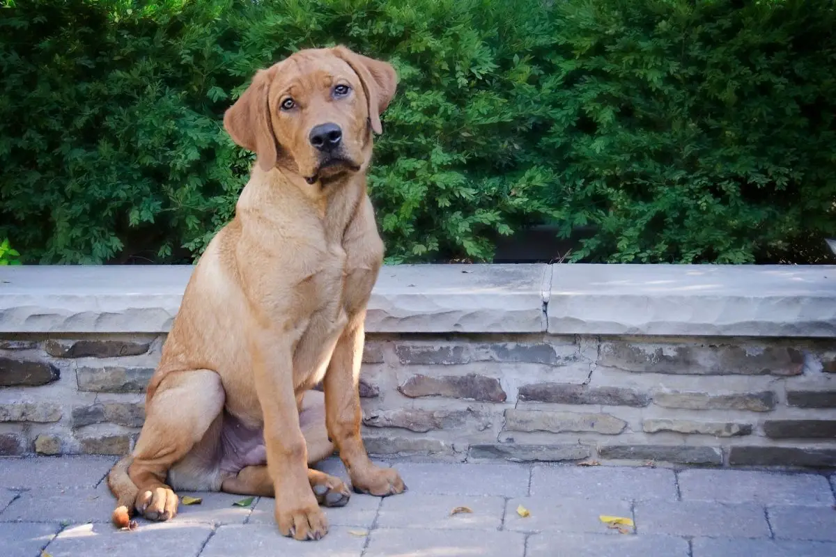 _Pros And Cons Of Owning A Red Lab (1)